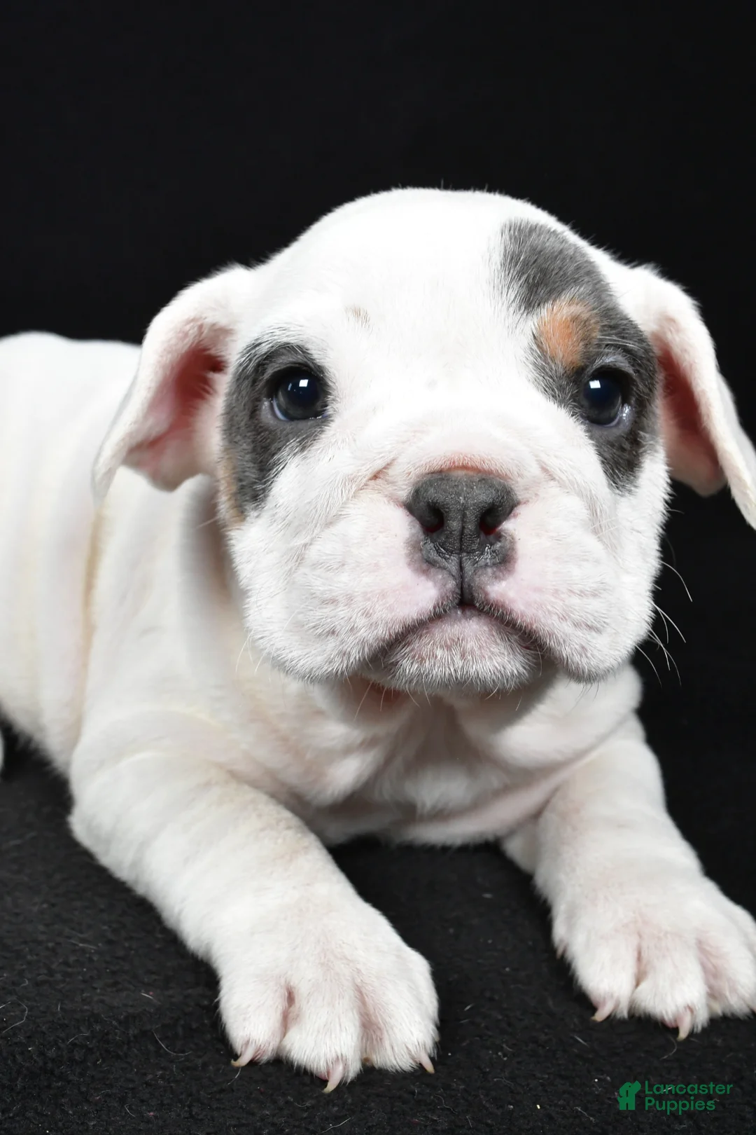 Beabull dogs for sale: Polly - Ad 2