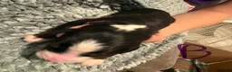 Bernese Mountain Dog dogs for sale: Purple - Ad 2