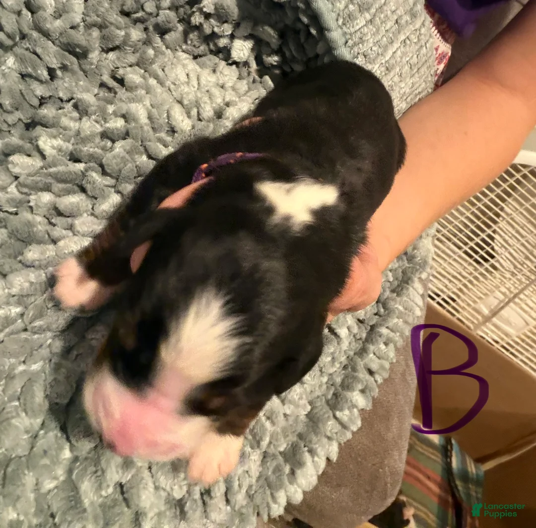 Bernese Mountain Dog dogs for sale: Purple - Ad 2