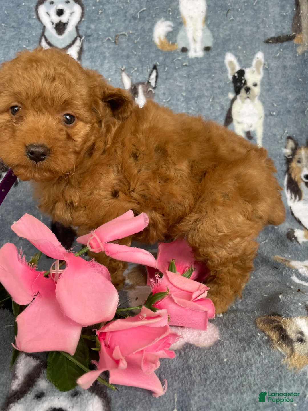 Miniature Poodle dogs for sale: Darryl - Ad 4