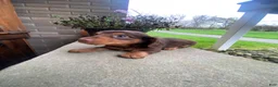 Miniature Dachshund dogs for sale: Reece - Ad 11
