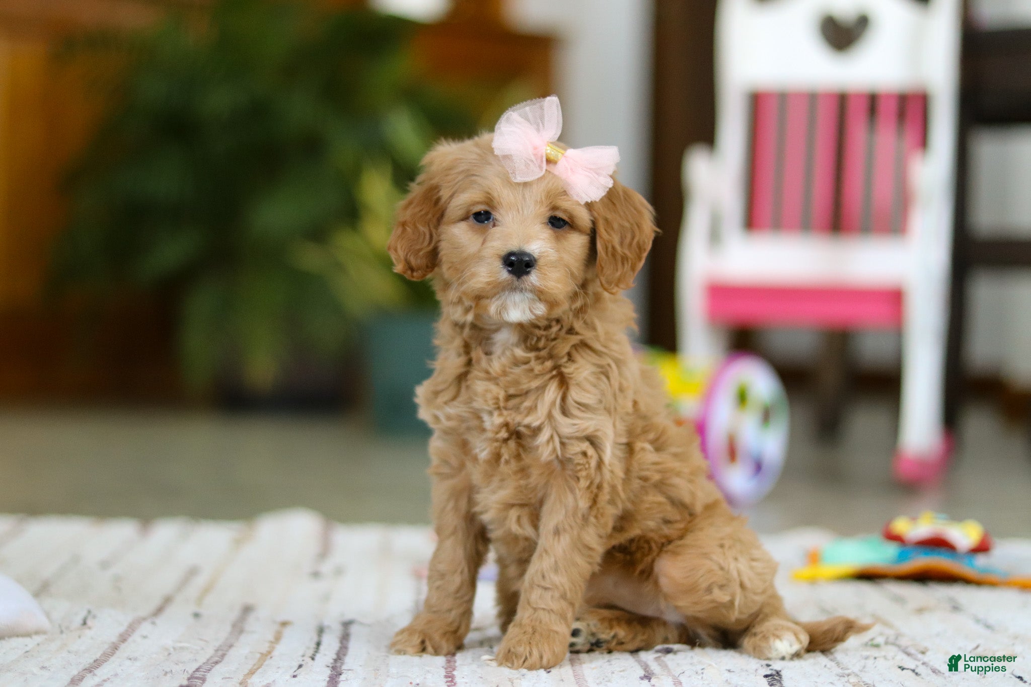 Mini Goldendoodle dogs Phoebe - Ad 24