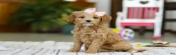 Mini Goldendoodle dogs for sale: Phoebe - Ad 1