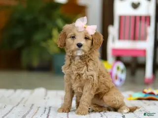 Mini Goldendoodle dogs Phoebe - Ad 24