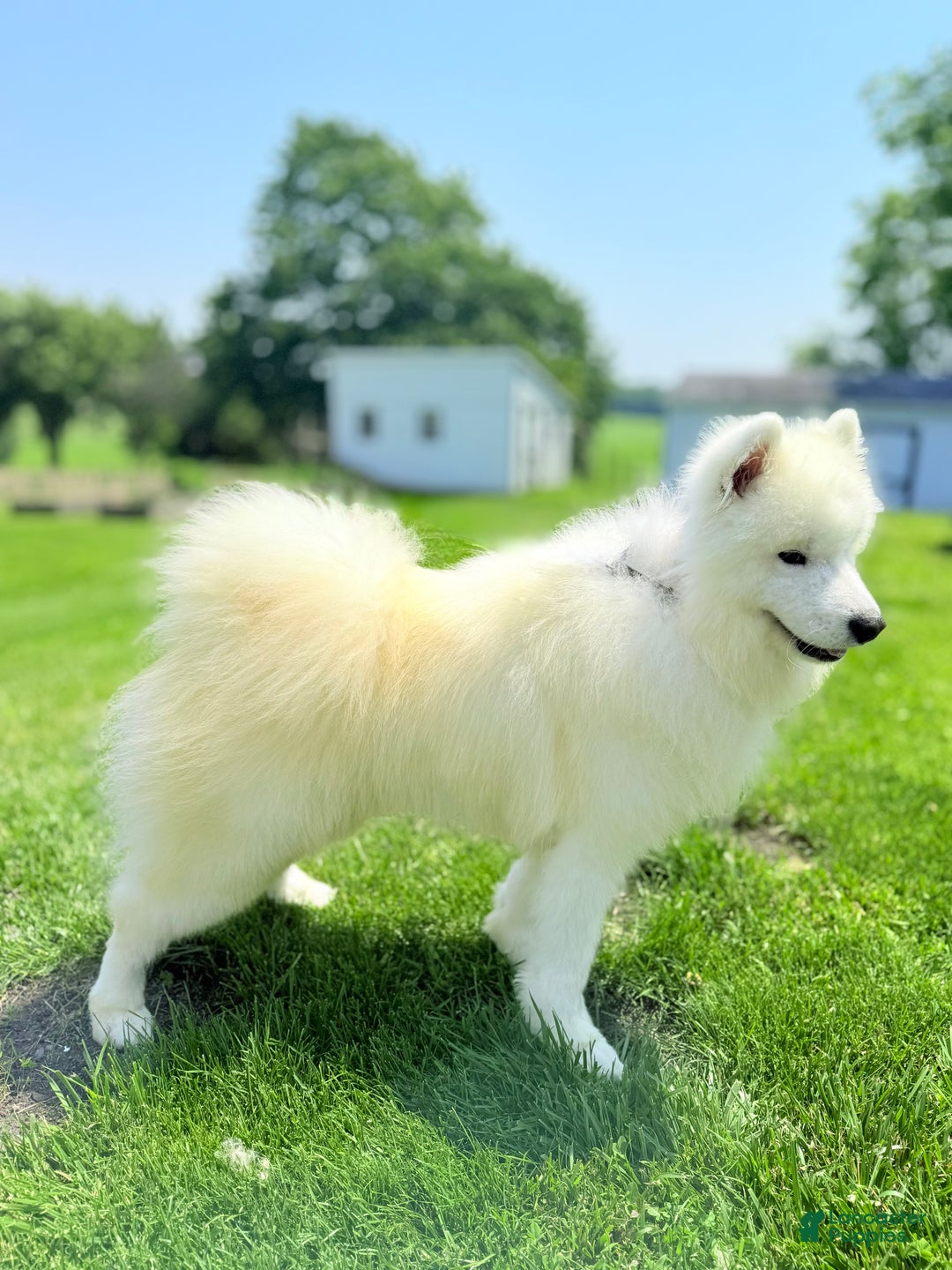 Samoyed dogs for sale: Chica - Ad 7