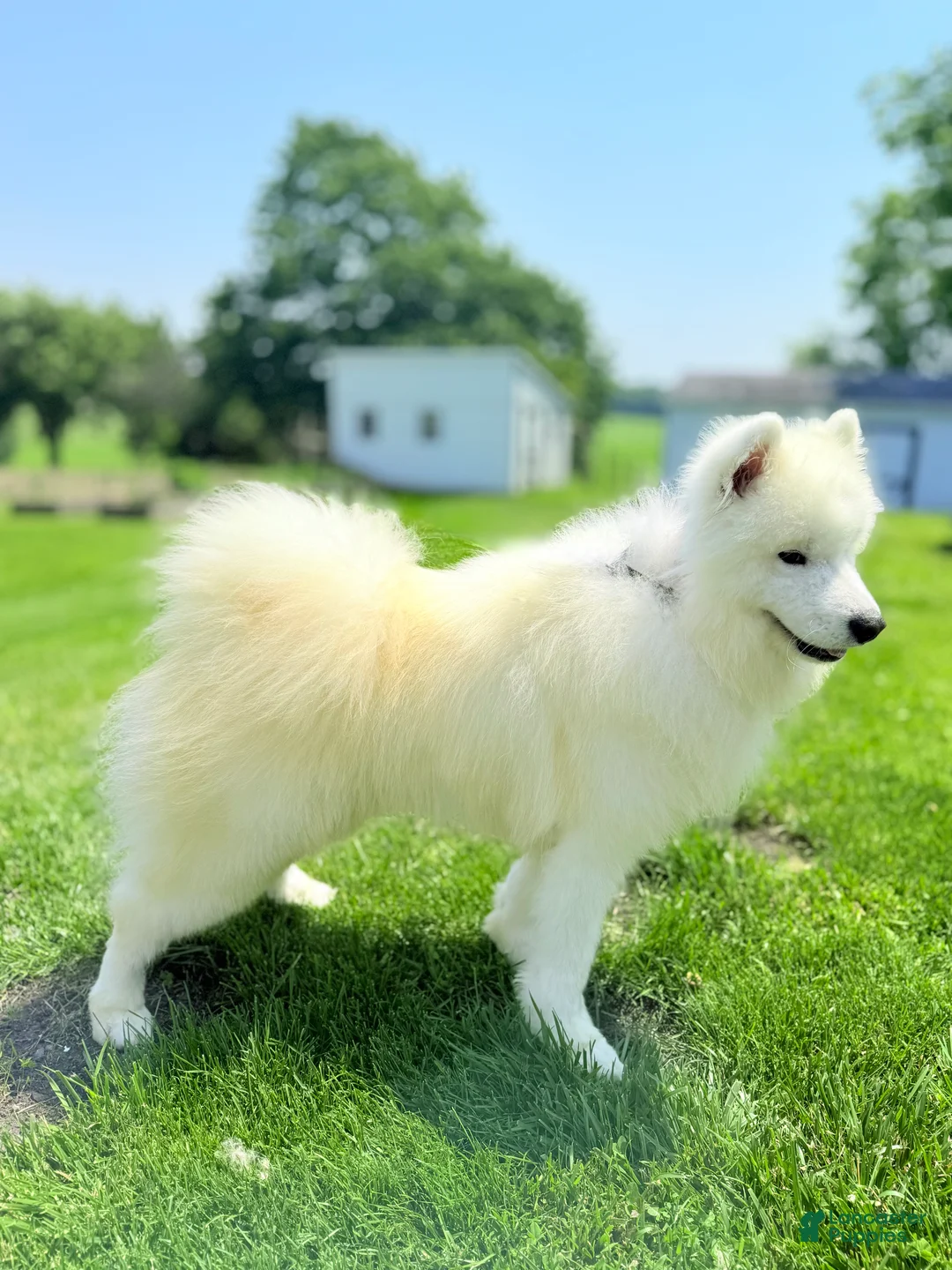 Samoyed dogs for sale: Chica - Ad 8