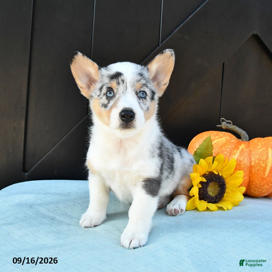 Welsh Corgi Pembroke dogs Flora   - Ad 2