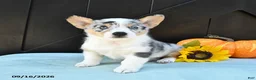 Welsh Corgi Pembroke dogs for sale: Flora   - Ad 2