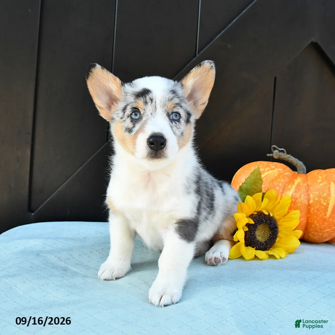 Welsh Corgi Pembroke dogs for sale: Flora   - Ad 2