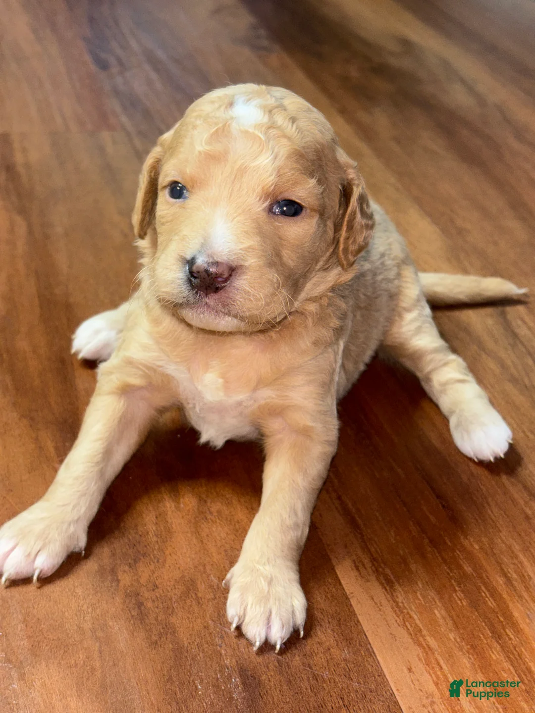 Mini Goldendoodle dogs for sale: Honey - Ad 1