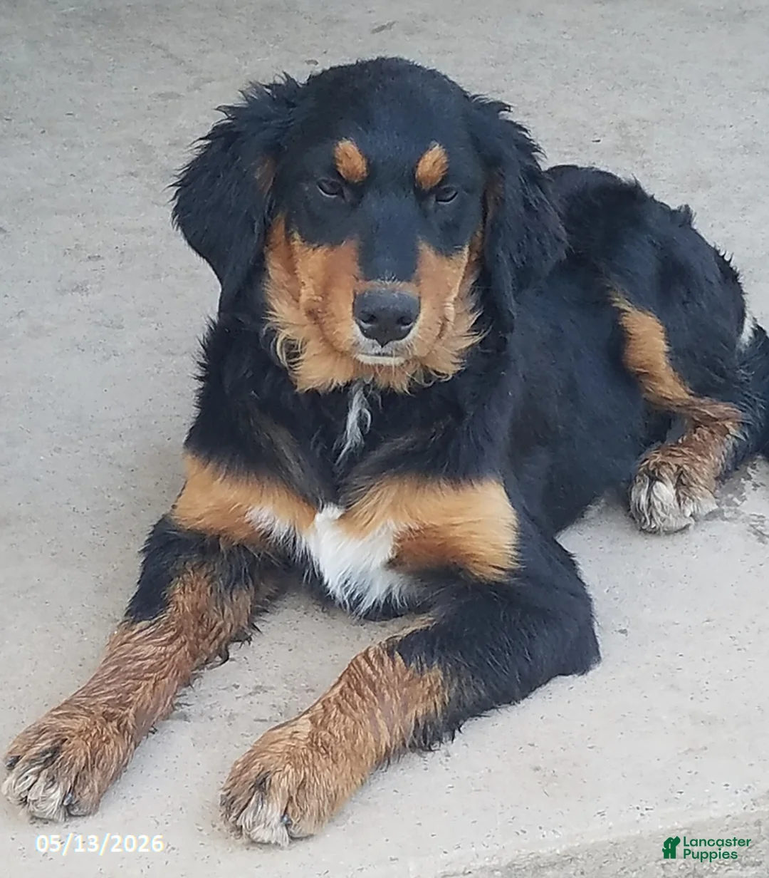 Mixed Breed dogs for sale: Daisy - Ad 2