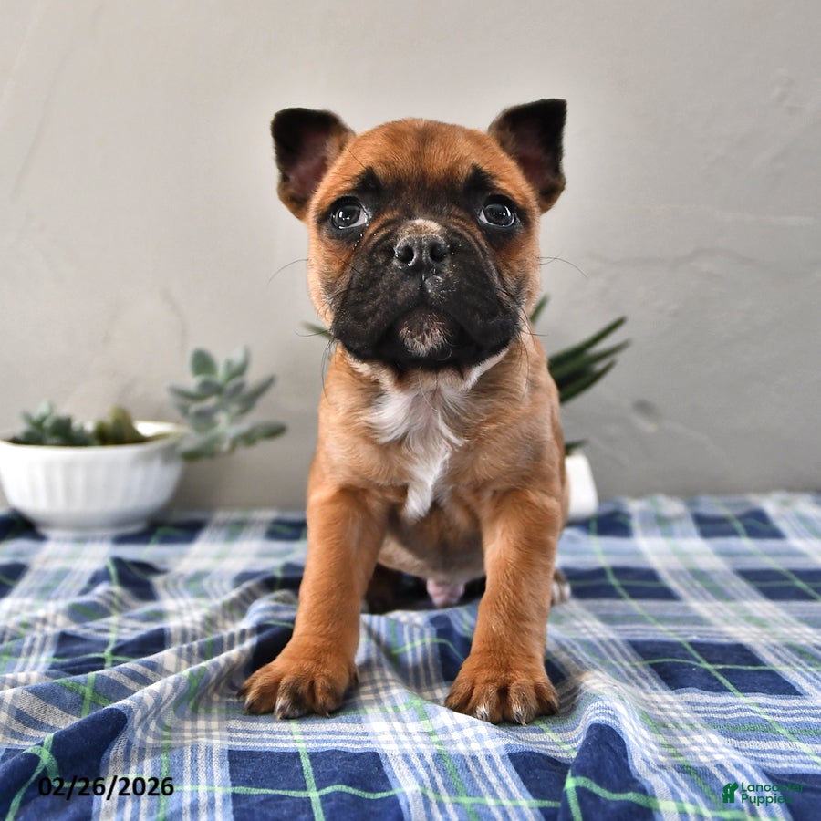 Frenchton dogs Elliot - Ad 1