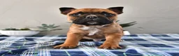 Frenchton dogs for sale: Elliot - Ad 1