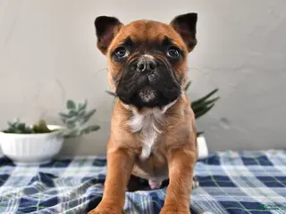 Frenchton dogs for sale: Elliot - Ad 4