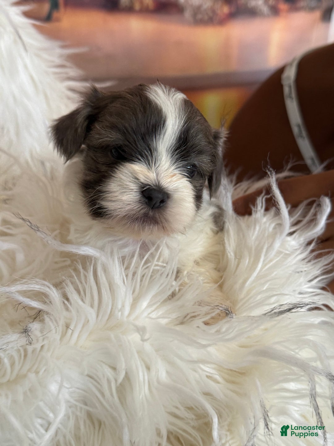 Shih Tzu dogs for sale: Shih Tzu Puppy 2 - Ad 2