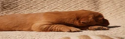 Golden Retriever dogs for sale: Daisy -AKC, Genetically Clear - Ad 75
