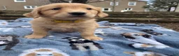 Golden Retriever dogs for sale: Graham - Ad 4