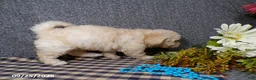 Bichpoo dogs for sale: Tyson - Ad 4