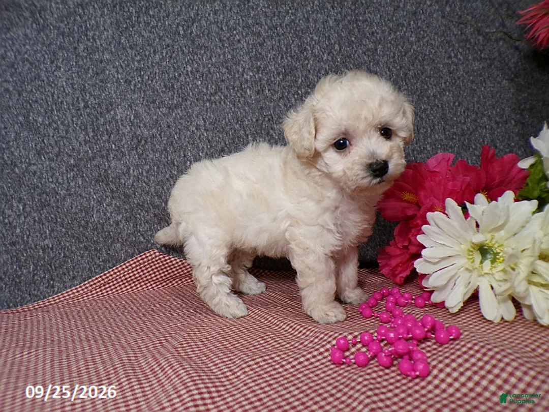 Bichpoo dogs for sale: Tami - Ad 1