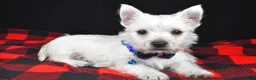 West Highland Terrier dogs for sale: Thomas - Ad 5