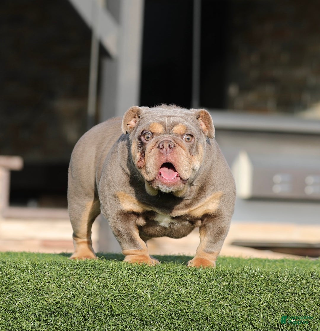 English Bulldog dogs for sale: English Bulldog Puppy 1 - Ad 2