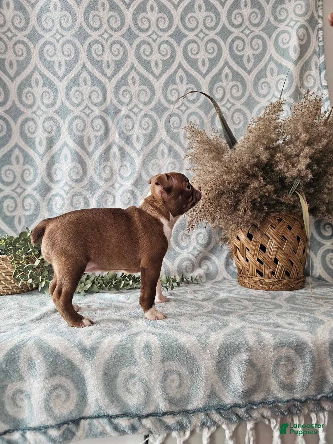 Boston Terrier dogs for sale: Genny - Ad 7