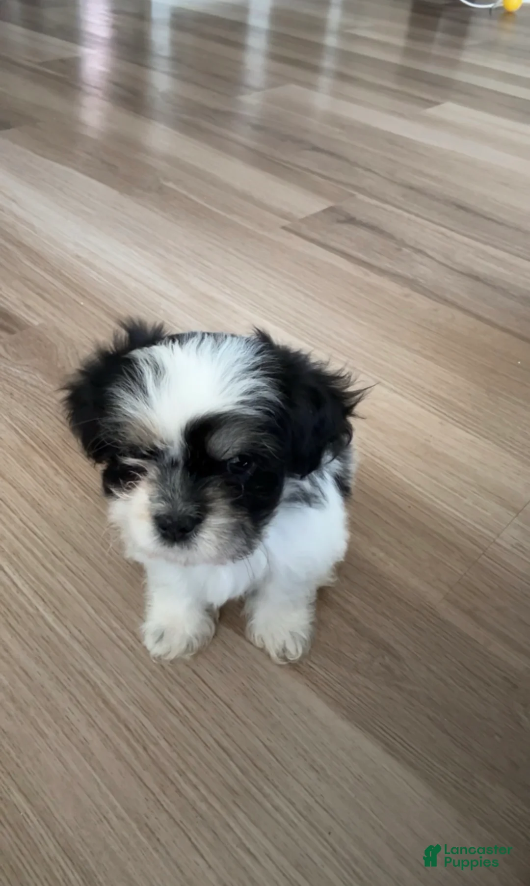 Shih Tzu dogs for sale: Shih Tzu Puppy 1 - Ad 2