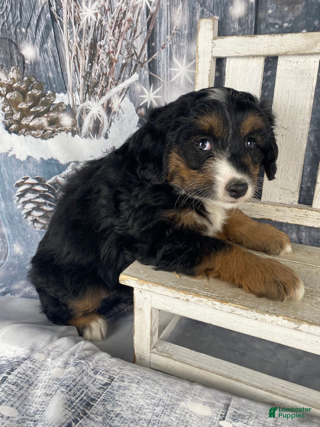 Aussiedoodle dogs for sale: Oreo - Ad 7