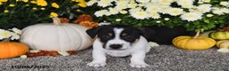 Jack Russell Terrier dogs for sale: Ricky   - Ad 2