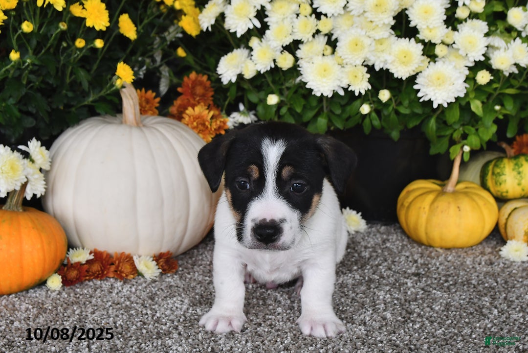 Jack Russell Terrier dogs for sale: Ricky   - Ad 2