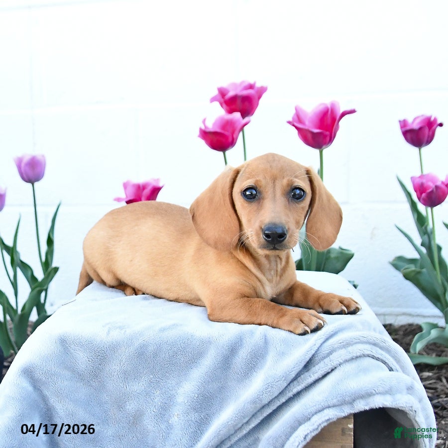 Miniature Dachshund dogs for sale: Willow - Ad 2