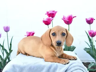 Miniature Dachshund dogs for sale: Willow - Ad 2