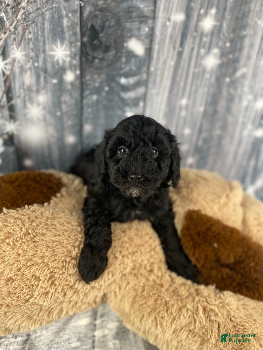 Cavapoo dogs for sale: Rusty - Ad 6