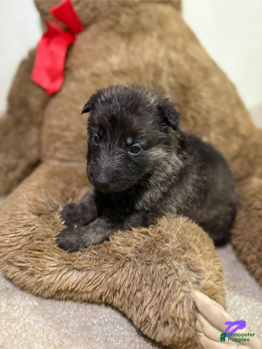 German Shepherd dogs for sale: Purple collar girl - Ad 1