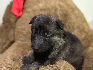 German Shepherd dogs Purple collar girl - Ad 25