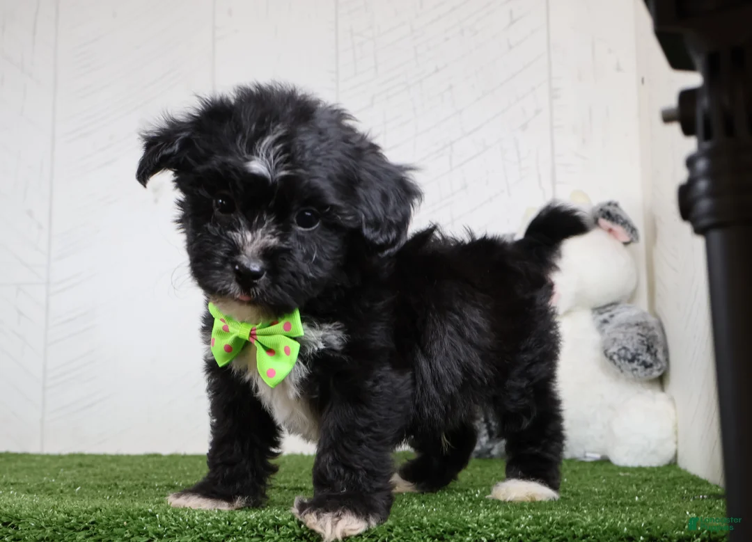 Teddy Bear dogs for sale: Carson - Ad 3