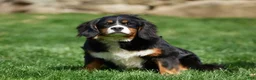 Mini Bernedoodle dogs for sale: Shane Munchkin Bernedoodle - Ad 5