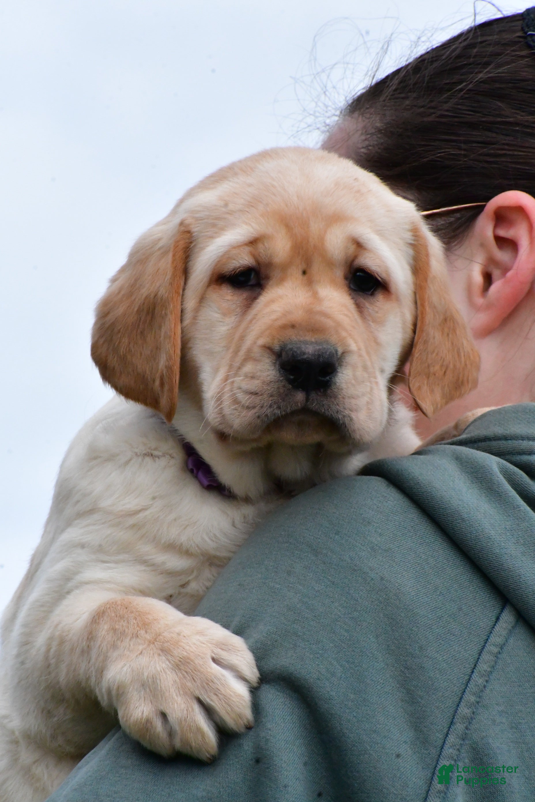 Labrador Retriever dogs Beth - Ad 1