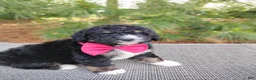 Bernedoodle dogs for sale: Teddy - Ad 2