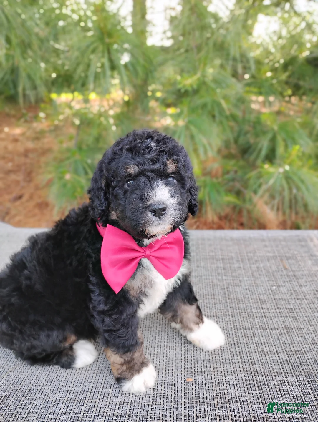 Bernedoodle dogs for sale: Teddy - Ad 2