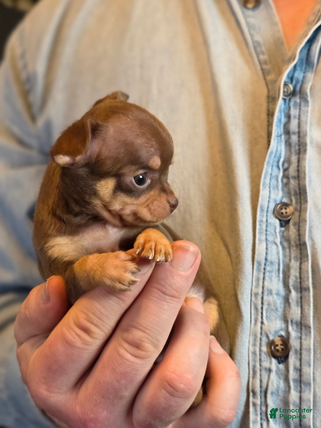 Chihuahua dogs for sale: Milk Choco Nugget  - Ad 11