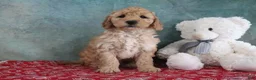 Mini Goldendoodle dogs for sale: Frankie - Ad 3