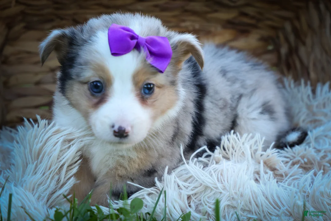 Mixed Breed dogs for sale: Gloria🩷  - Ad 2