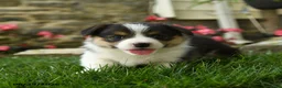 Welsh Corgi Pembroke dogs for sale: Misty - Ad 4