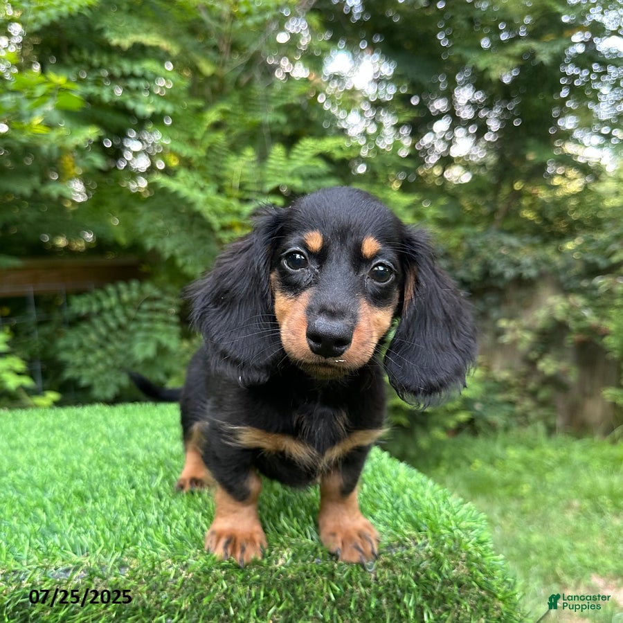 Silky dog Miniature Dachshund Puppies for sale Lancaster Puppies
