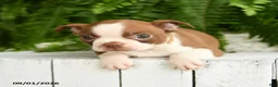Boston Terrier dogs for sale: Apollo - Ad 3