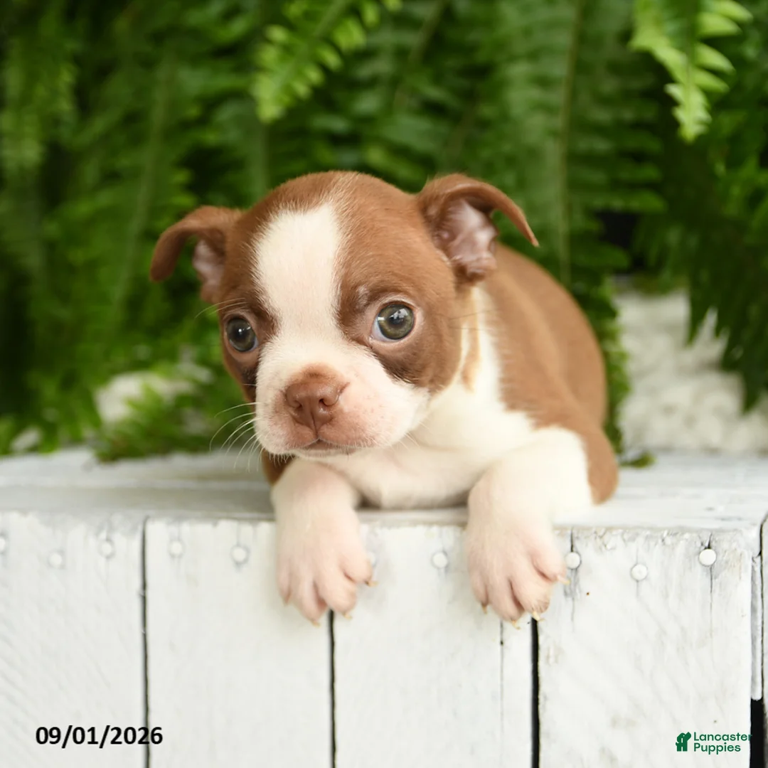 Boston Terrier dogs for sale: Apollo - Ad 3