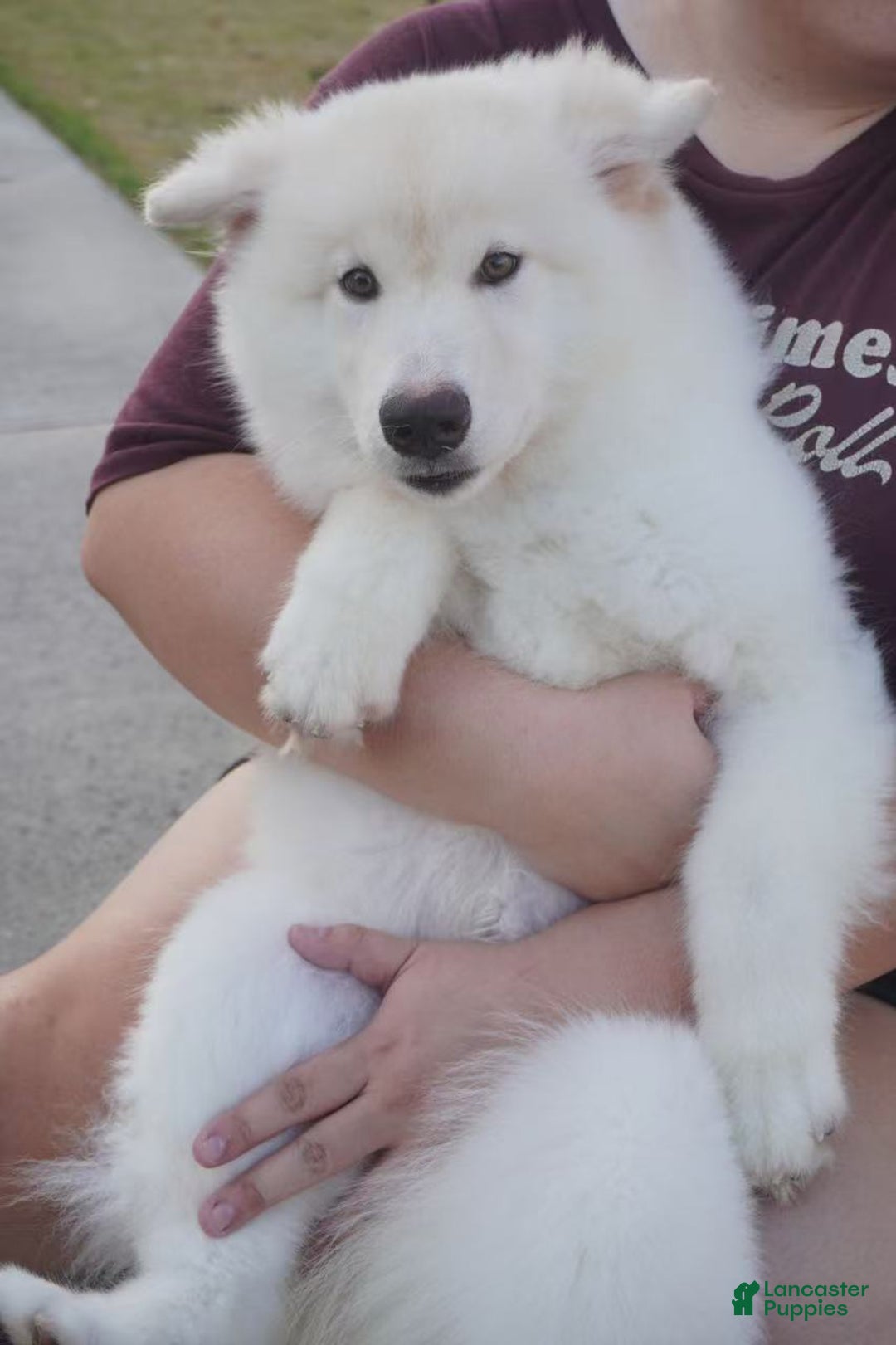 Alaskan Malamute dogs for sale: Xi Xi - Ad 31