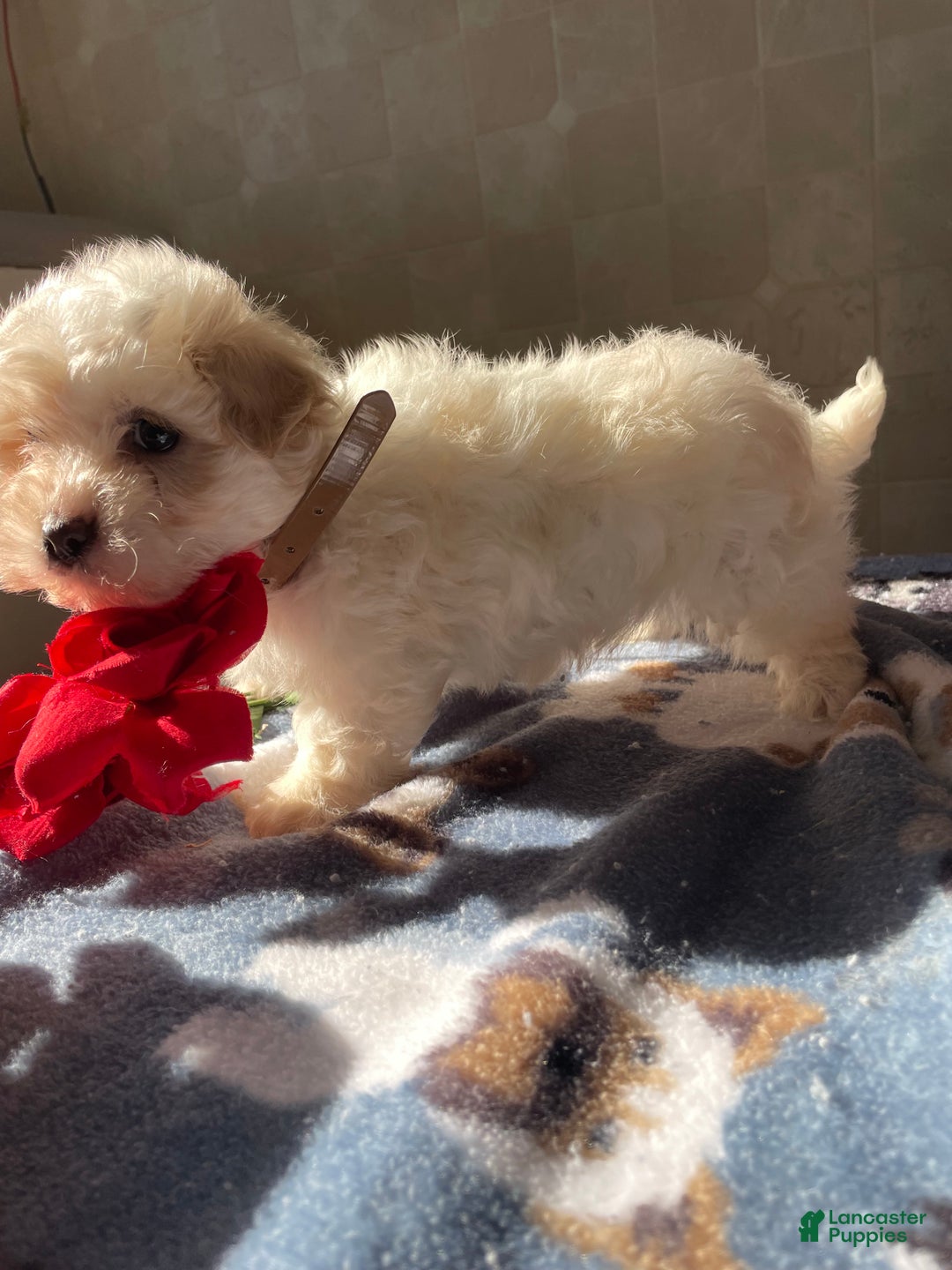 Maltese dogs for sale: Prince - Ad 4