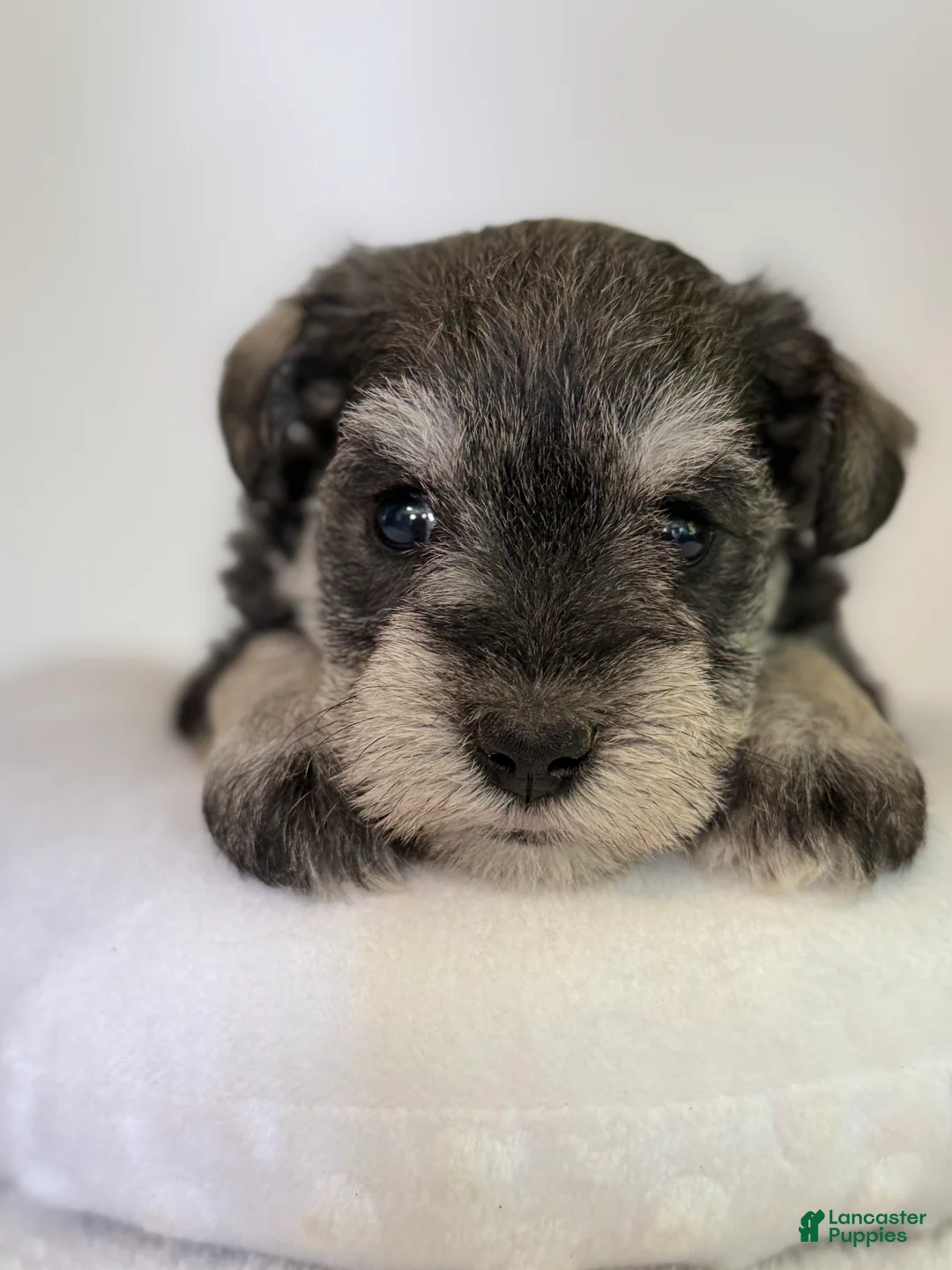 Miniature Schnauzer dogs for sale: Jewel Miniature Schnauzer  - Ad 10